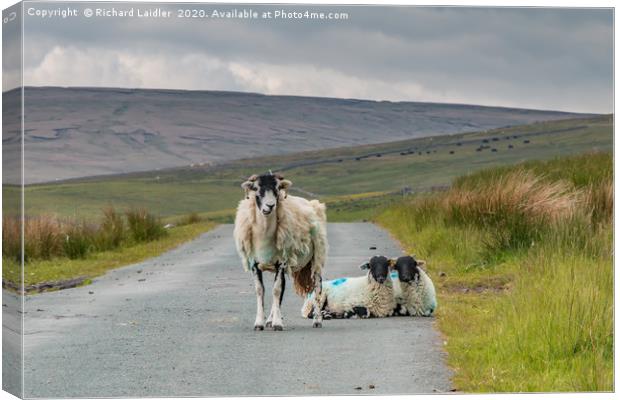 The Two of Ewe Canvas Print by Richard Laidler