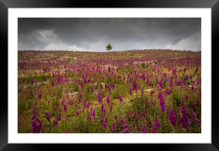A field of Foxgloves on the Brecon Beacons Framed Mounted Print by Leighton Collins
