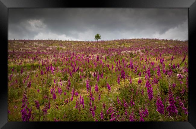 A field of Foxgloves on the Brecon Beacons Framed Print by Leighton Collins
