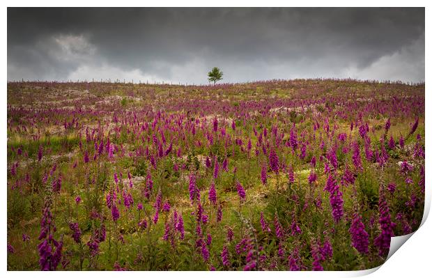 A field of Foxgloves on the Brecon Beacons Print by Leighton Collins