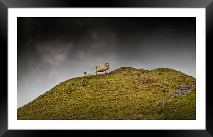 Sheep on a hill top Framed Mounted Print by Leighton Collins