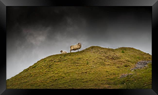 Sheep on a hill top Framed Print by Leighton Collins
