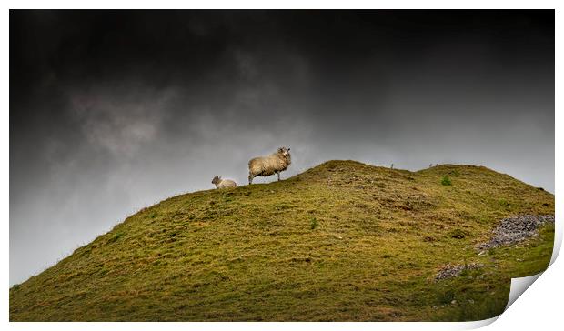 Sheep on a hill top Print by Leighton Collins
