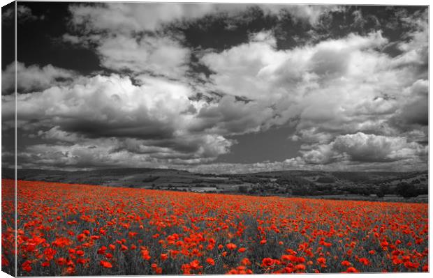 Poppy Field near Baslow,Derbyshire                 Canvas Print by Darren Galpin
