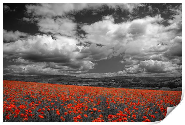 Poppy Field near Baslow,Derbyshire                 Print by Darren Galpin