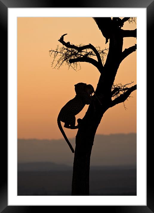 Leopard at sunset Framed Mounted Print by Gail Johnson