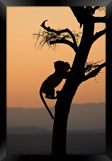 Leopard at sunset Framed Print by Gail Johnson