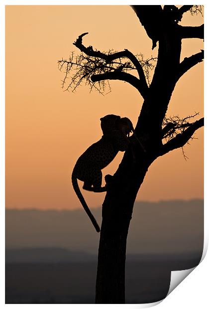 Leopard at sunset Print by Gail Johnson