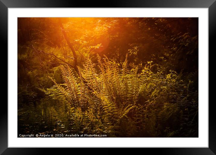 Forest Ferns Framed Mounted Print by Angela H