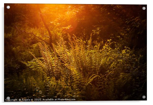 Forest Ferns Acrylic by Angela H