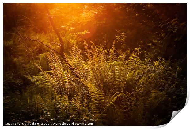 Forest Ferns Print by Angela H