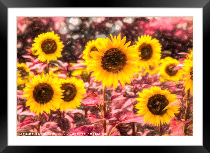 Sunflower Summer Art Framed Mounted Print by David Pyatt