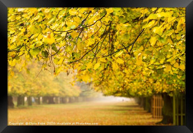 Bushy Park in autumn colours Framed Print by Chris Rabe