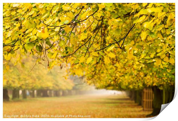 Bushy Park in autumn colours Print by Chris Rabe