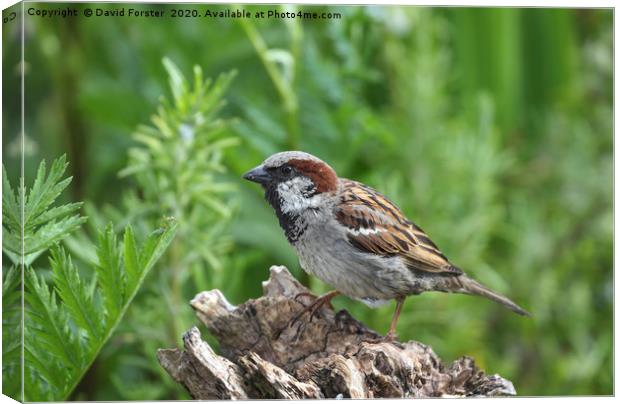 Male House Sparrow (Passer domesticus)  Canvas Print by David Forster