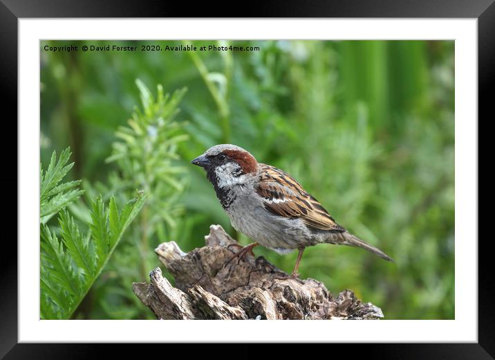 Male House Sparrow (Passer domesticus)  Framed Mounted Print by David Forster