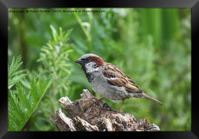 Male House Sparrow (Passer domesticus)  Framed Print by David Forster