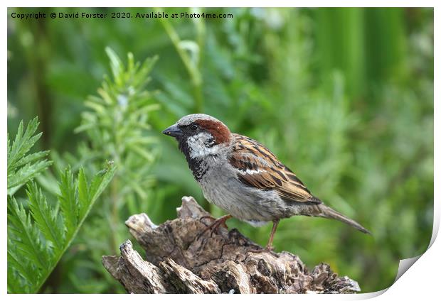 Male House Sparrow (Passer domesticus)  Print by David Forster