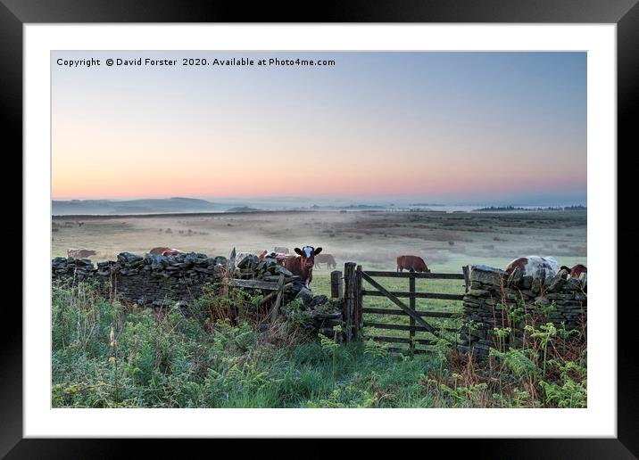 Misty Dawn, Teesdale, County Durham, UK Framed Mounted Print by David Forster