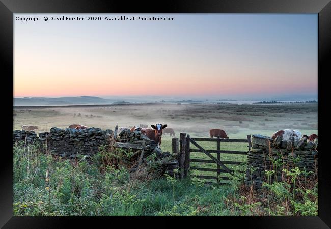 Misty Dawn, Teesdale, County Durham, UK Framed Print by David Forster