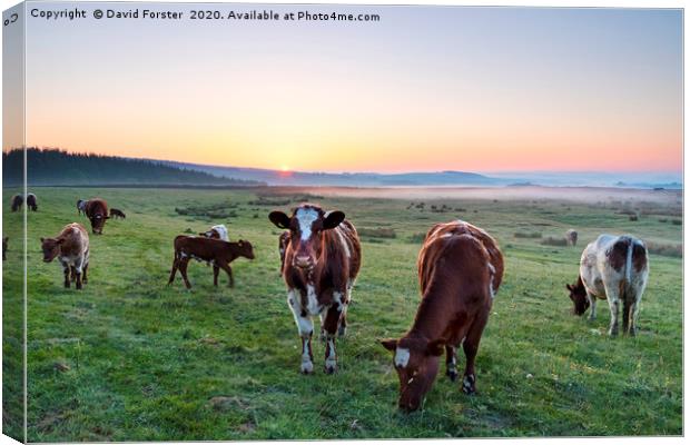 Cows Grazing at Sunrise Teesdale, County Durham, U Canvas Print by David Forster