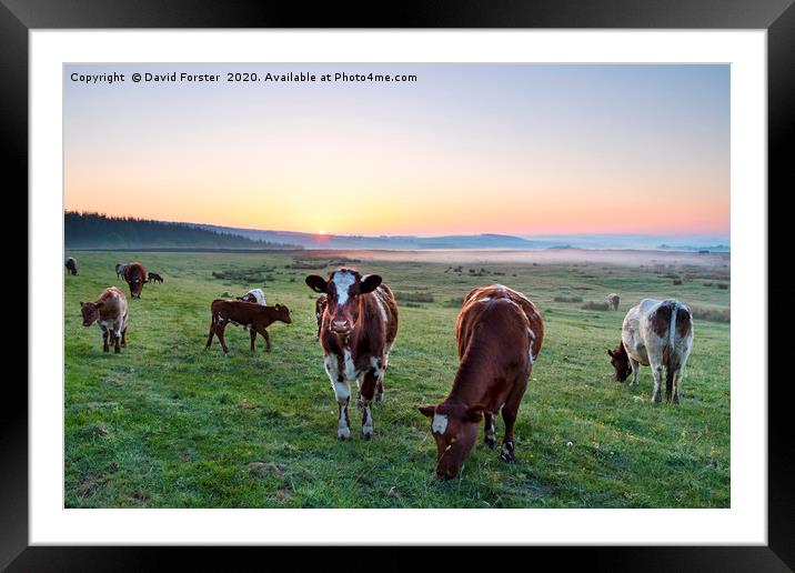 Cows Grazing at Sunrise Teesdale, County Durham, U Framed Mounted Print by David Forster