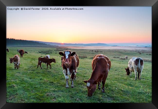Cows Grazing at Sunrise Teesdale, County Durham, U Framed Print by David Forster