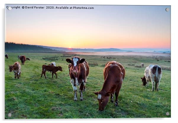 Cows Grazing at Sunrise Teesdale, County Durham, U Acrylic by David Forster