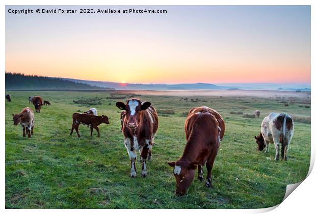 Cows Grazing at Sunrise Teesdale, County Durham, U Print by David Forster