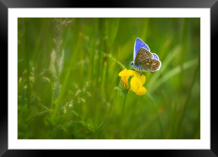 Common blue butterfly   Framed Mounted Print by chris smith