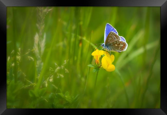 Common blue butterfly   Framed Print by chris smith