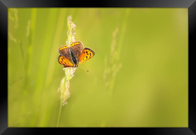 Small copper butterfly   Framed Print by chris smith