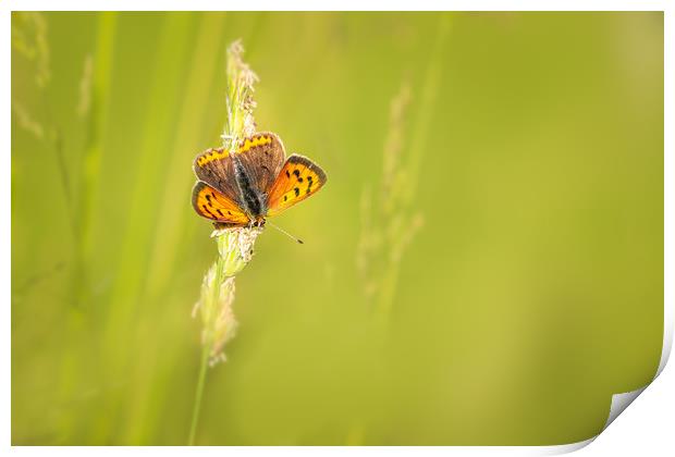 Small copper butterfly   Print by chris smith