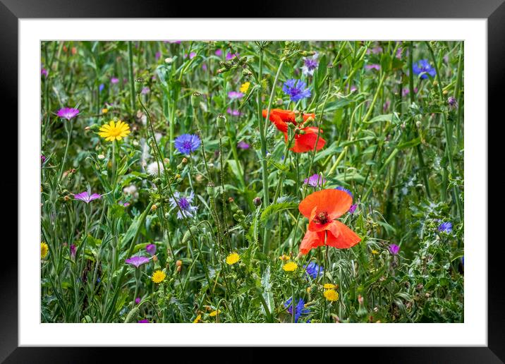 wild flowers  Framed Mounted Print by chris smith