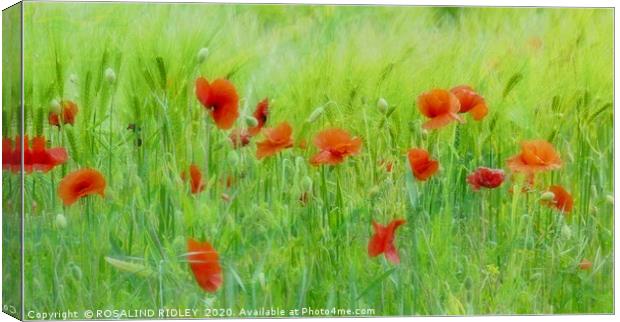 "Soft poppies" Canvas Print by ROS RIDLEY