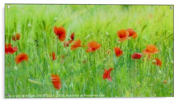 "Soft poppies" Acrylic by ROS RIDLEY