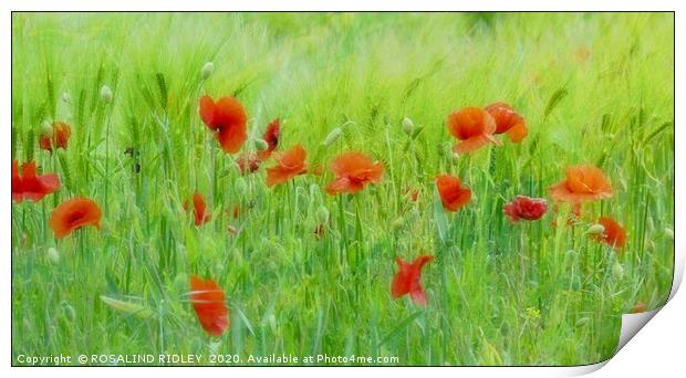"Soft poppies" Print by ROS RIDLEY