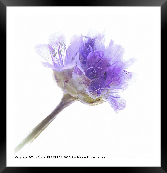 EMERGING FLOWER OF WILD GERANIUM Framed Mounted Print by Tony Sharp LRPS CPAGB