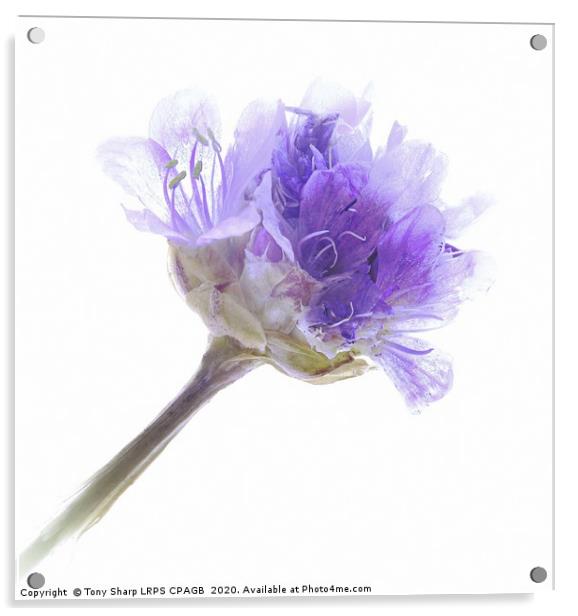 EMERGING FLOWER OF WILD GERANIUM Acrylic by Tony Sharp LRPS CPAGB