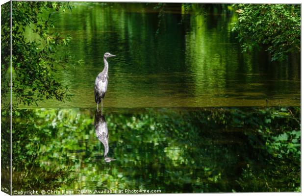 Grey Heron on the river crane Canvas Print by Chris Rabe