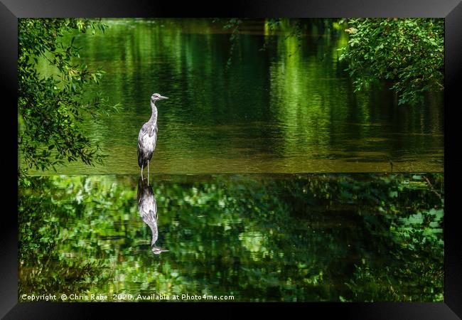 Grey Heron on the river crane Framed Print by Chris Rabe