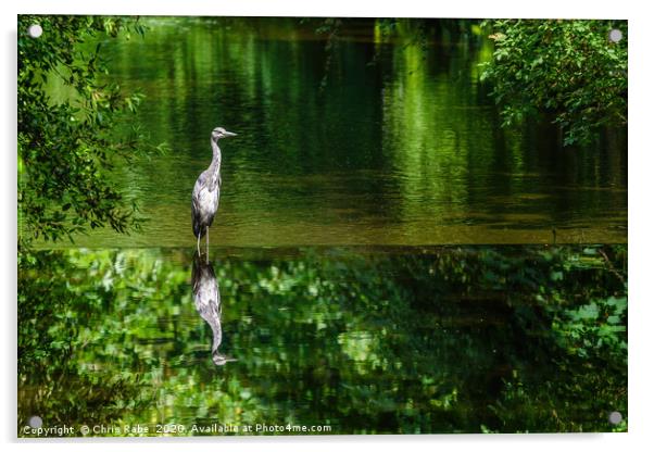 Grey Heron on the river crane Acrylic by Chris Rabe