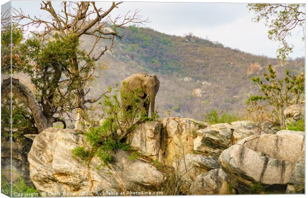African Elephant bull on rocky hill Canvas Print by Chris Rabe