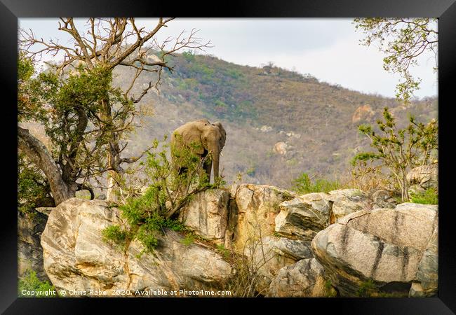 African Elephant bull on rocky hill Framed Print by Chris Rabe