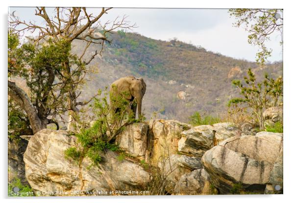 African Elephant bull on rocky hill Acrylic by Chris Rabe