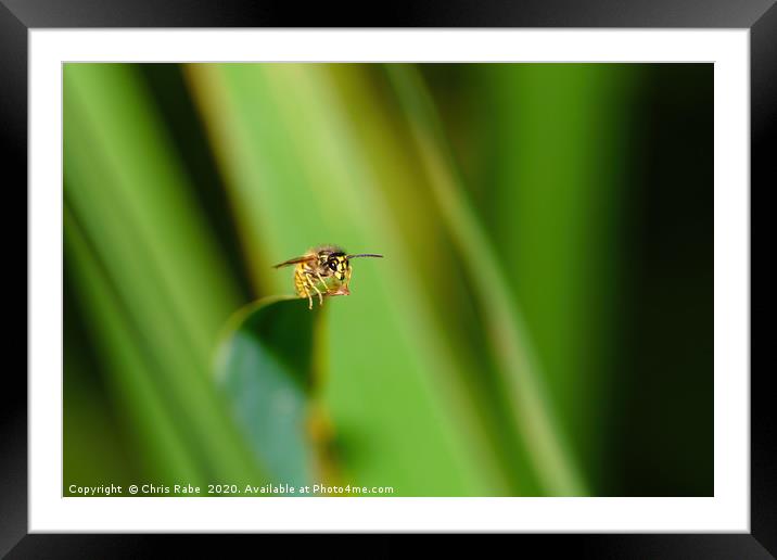 common wasp  Framed Mounted Print by Chris Rabe