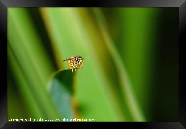 common wasp  Framed Print by Chris Rabe