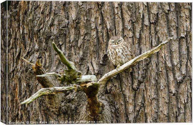Little Owl perched on a large tree Canvas Print by Chris Rabe