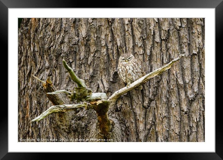 Little Owl perched on a large tree Framed Mounted Print by Chris Rabe
