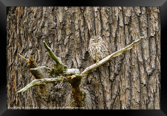 Little Owl perched on a large tree Framed Print by Chris Rabe